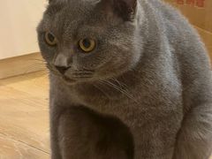 -猫咪派对(江南西店)