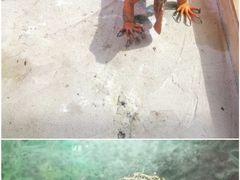 -上海大自然野生昆虫馆(东方明珠·爬宠昆虫探索中心)