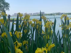 -西山漾湿地公园