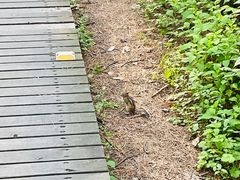 -帽儿山国家森林公园