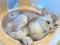 -有喵·猫咖·狗咖·40+猫狗有小奶狗(岗厦店)