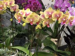 -FEI FEI FLOWER鲜花店·气球派对·宝宝宴布置(虹口德必运动Loft店)