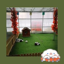 -萌宠亲子动物乐园(槐房万达店)