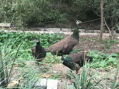 -北京麋鹿生态实验中心
