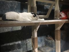 -猫咪博物馆(顶澳仔猫街店)