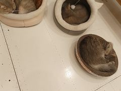 -Let's go狗咖·猫咖·奶狗·桌游(春熙路IFS店)