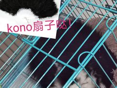 -翊宠yipet猫狗购宠庄园犬舍•猫舍