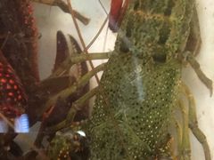 -泓泽虾乡(南汇店)