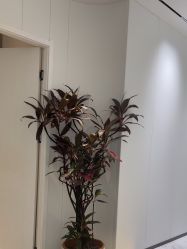 点击看大图 -玛莲朵·海菲秀冰珀科