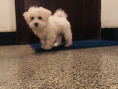 -宠颐生动物医院·心脏科·保险定点(锦阳分院)