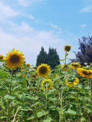 -DORA kids 朵拉儿童摄影花园店