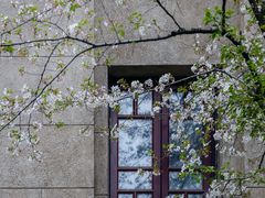 -武汉大学-樱园
