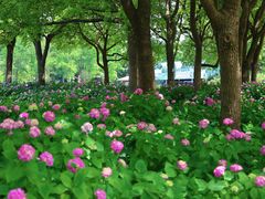 -上海滨江森林公园