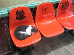 -猫咪博物馆(顶澳仔猫街店)