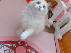 -十年猫舍·猫咪专门店(普陀店)