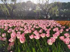 -上海鲜花港
