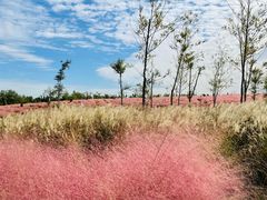 -上海滨江森林公园