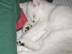 -翊宠yipet猫狗购宠庄园犬舍•猫舍