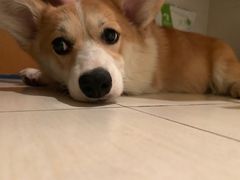 -汪小喵宠物·戴维斯乐芳希施宠馨宝皮毛调理洗护店