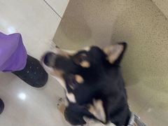 -天宠宠物医院24小时·急重症诊疗中心·全科·腔镜特色(和平分院)