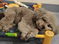 -宠物星动物医院·眼科·异宠·猫科(江南大道总院)