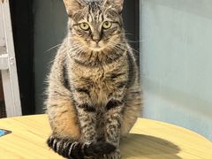 -豆逗聊愈猫阁Easy Life