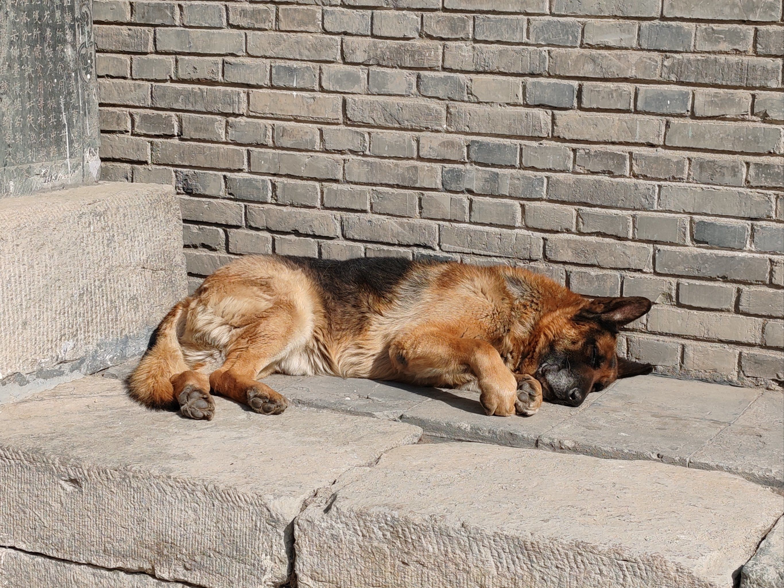 五台山寺庙里碰到的大狼狗