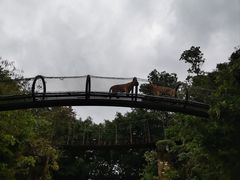 -深圳野生动物园