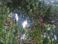 -曼听御花园