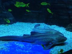 -烟台海昌鲸鲨海洋公园