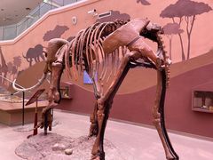 -陕西自然博物馆