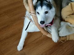 -Husky Go! 哈士奇体验馆·宠物咖啡厅狗咖