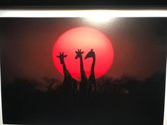 -罗红摄影艺术馆