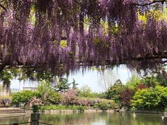 -嘉定紫藤园