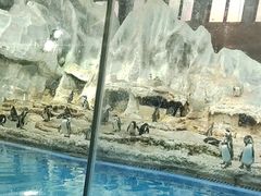 -帝企鹅自助餐厅•儿童岛•真企鹅(长隆企鹅酒店)