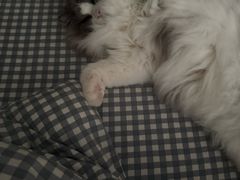 -御宝贝·A梦猫科宠物医院(国际猫友好医院)