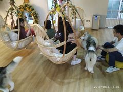 -Husky Go! 哈士奇体验馆·宠物咖啡厅狗咖