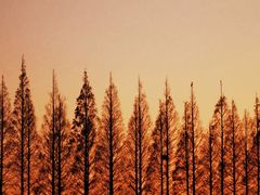 -黄海国家森林公园