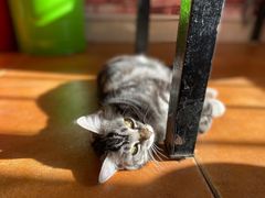 -弘烨 贵州酸汤 鱼火锅(东财店)