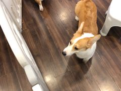 -柯斗斗主题餐厅·狗咖·围炉煮茶·茶饮(国瑞升平里店)