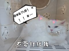 -车接车送·寄养洗护·德文猫舍(大宁店)