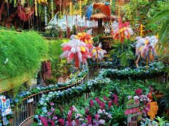 -正佳雨林生态植物园