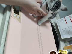 -伟伟宠物医院·瑞派猫友好医院·猫科(光谷店)