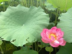 -陈家山荷花公园