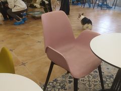 -Let's go狗咖·猫咖·奶狗·桌游(春熙路IFS店)