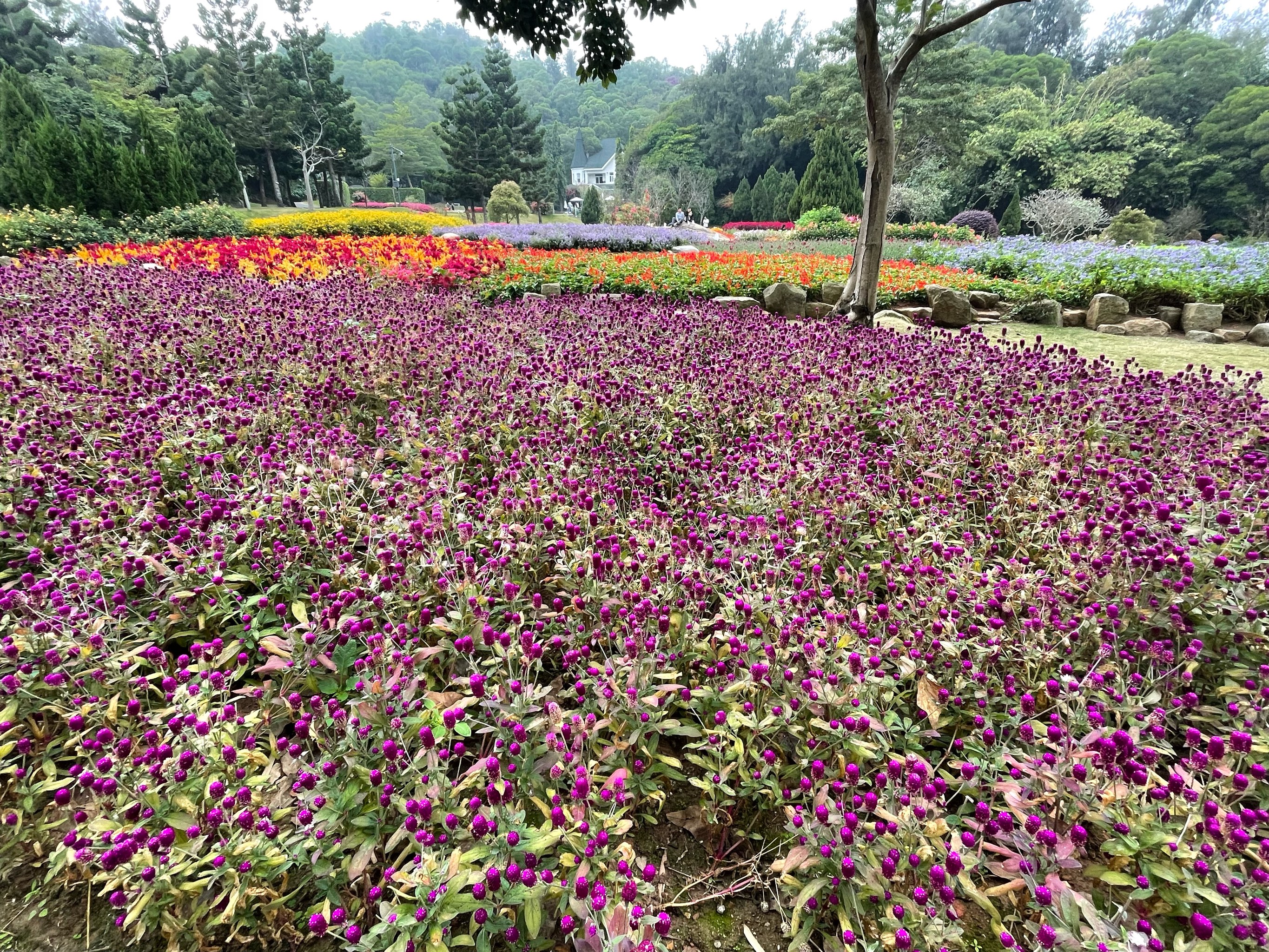 椒江下陈花海图片