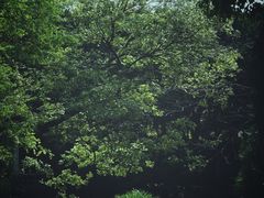-叶家花园