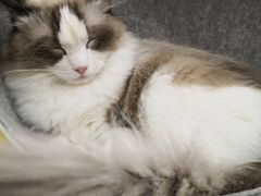 -糯米喵星人·撸猫猫舍咖啡馆(西市场嘉华店)