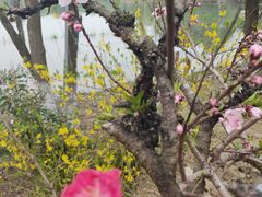 -金鸡湖桃花岛
