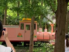 -黄海国家森林公园